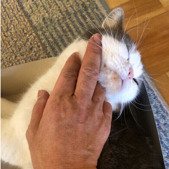 のどを鳴らして甘えるスコの和真くん