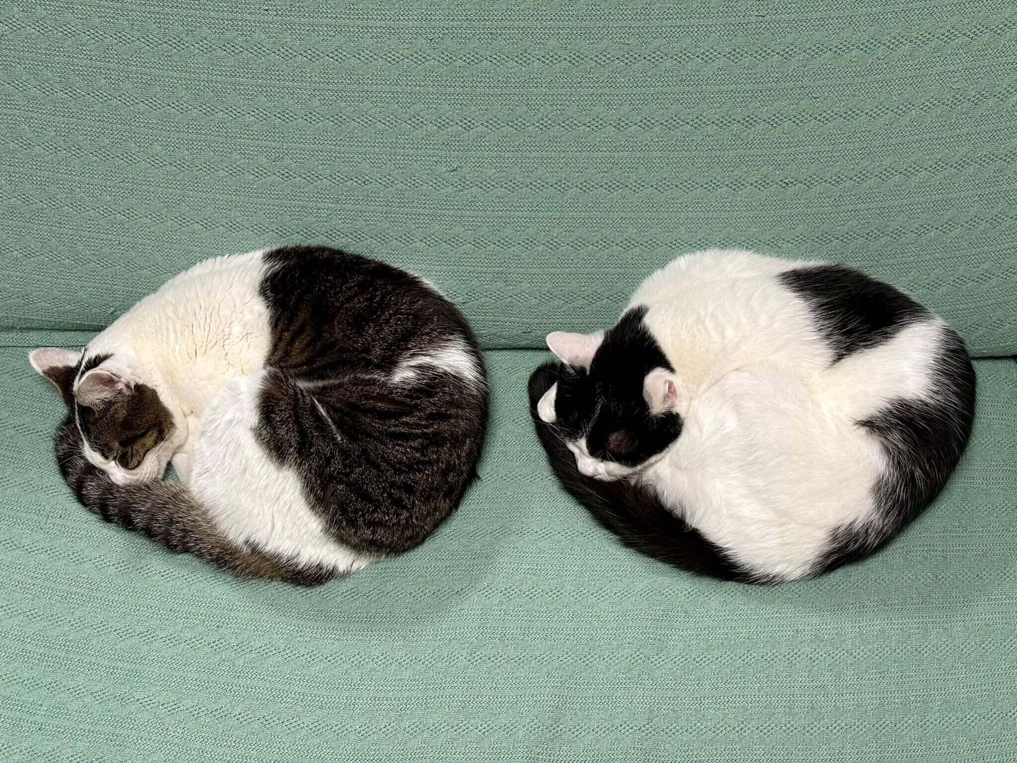 絶妙な距離感で眠るしおちゃん、むすびくん