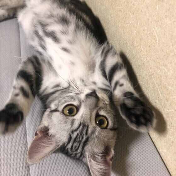 寝転がるアメリカンショートヘア