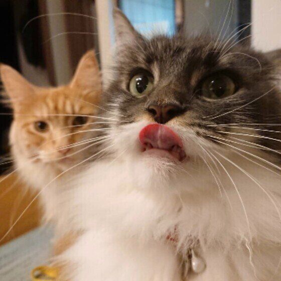 見つめるメインクーン