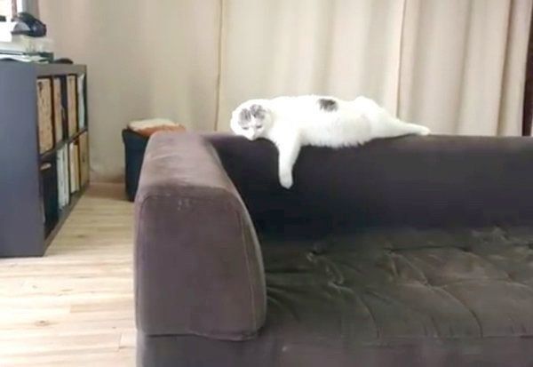 男の子に惑わされるスコティッシュフォールド