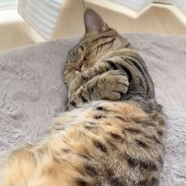 ぎゅっとするもなちゃん