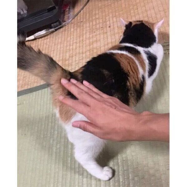 おしりをポンポンしてもらうミケちゃん
