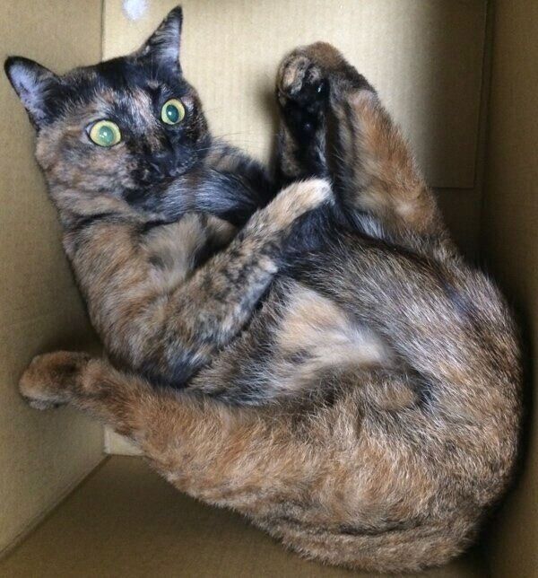 段ボールでテンションが上がるしゃけちゃん