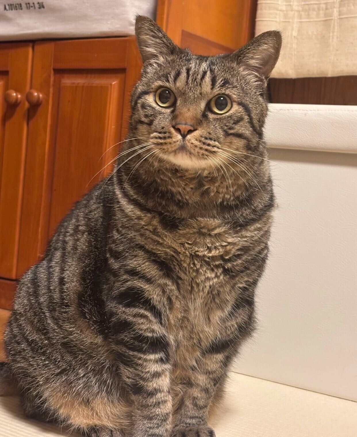 ママさんをガン見する虎三郎くん