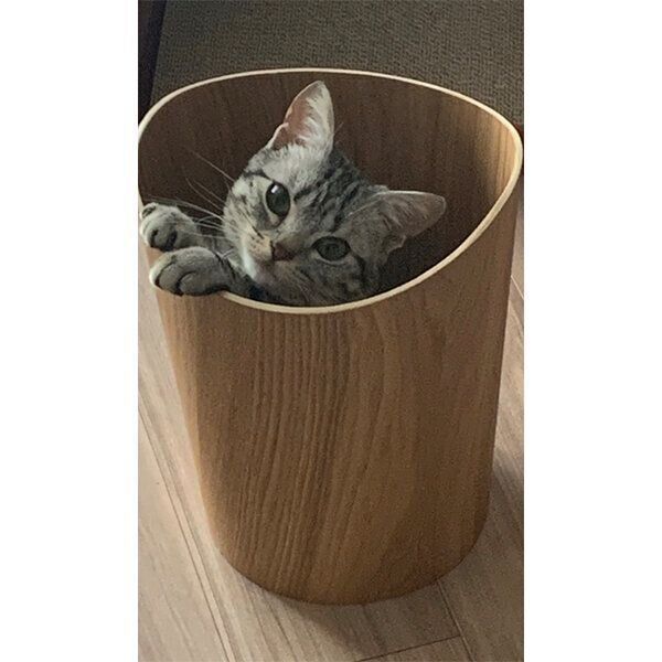 ゴミ箱に入るあんこくん