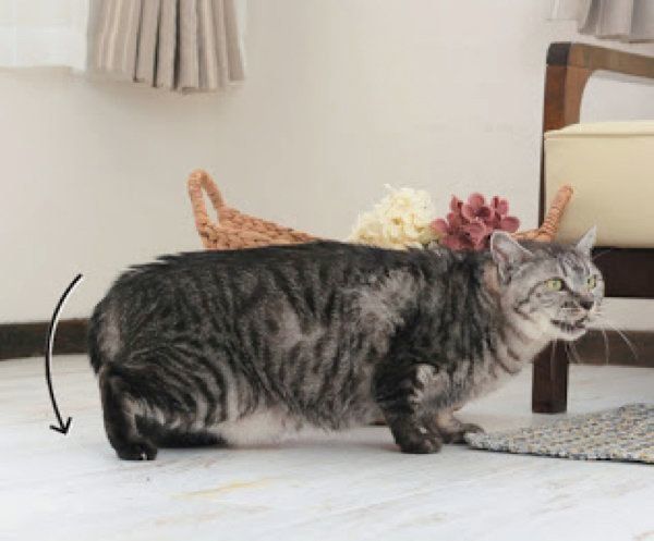 しっぽでわかる猫の気持ち