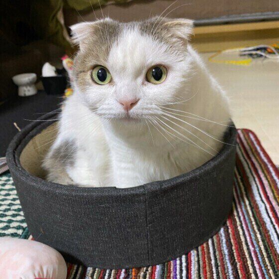 見つめるスコティッシュフォールド