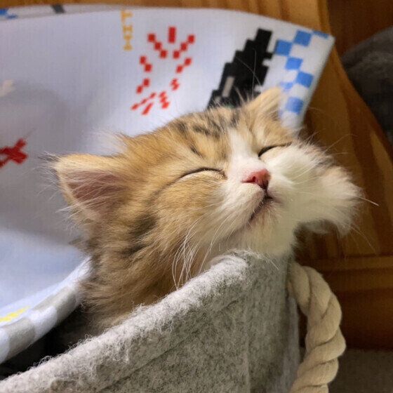 ミヌエットのキキちゃん