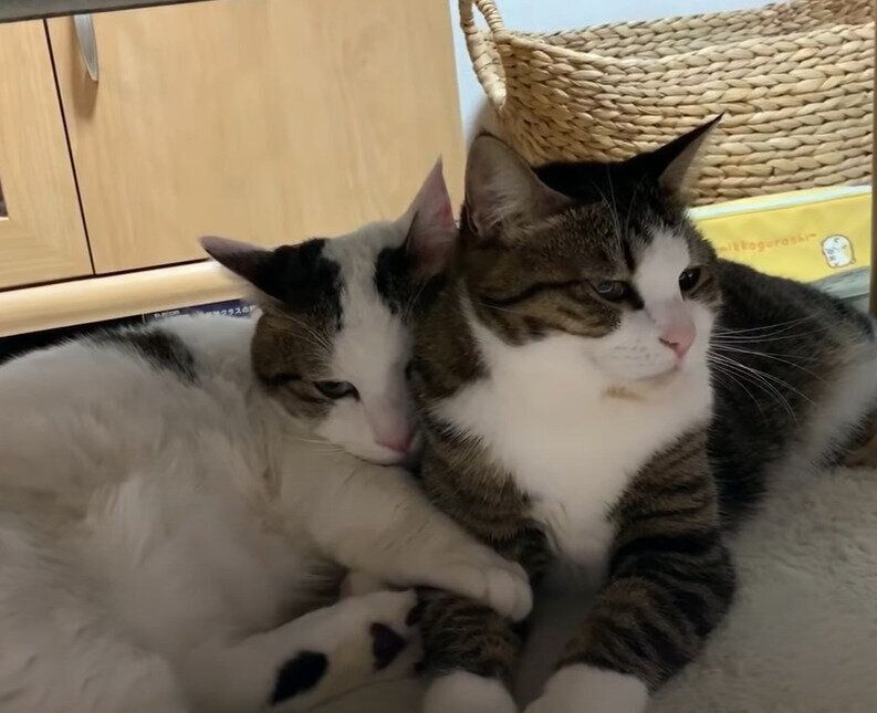 寄り添う猫
