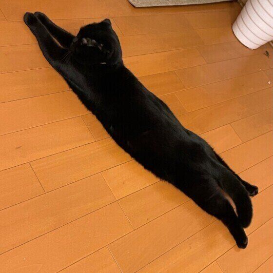 スコティッシュフォールドのはなちゃん