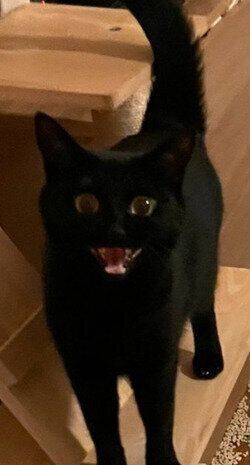 グーちゃん
