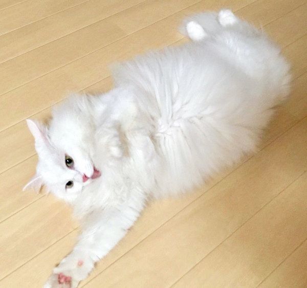 モフモフになったネムちゃん