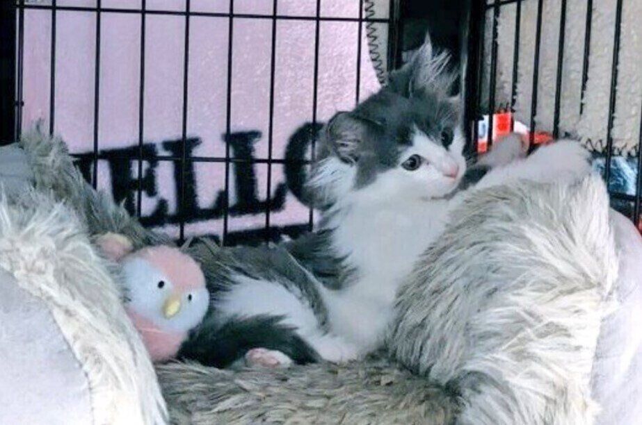 生後2カ月の子猫