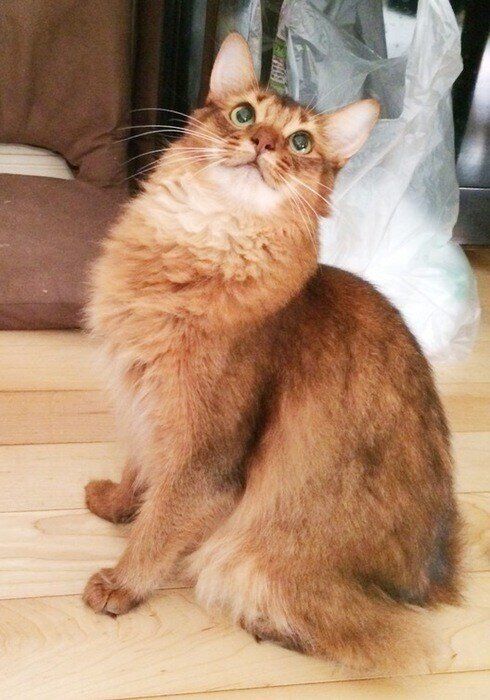 見上げるソマリ