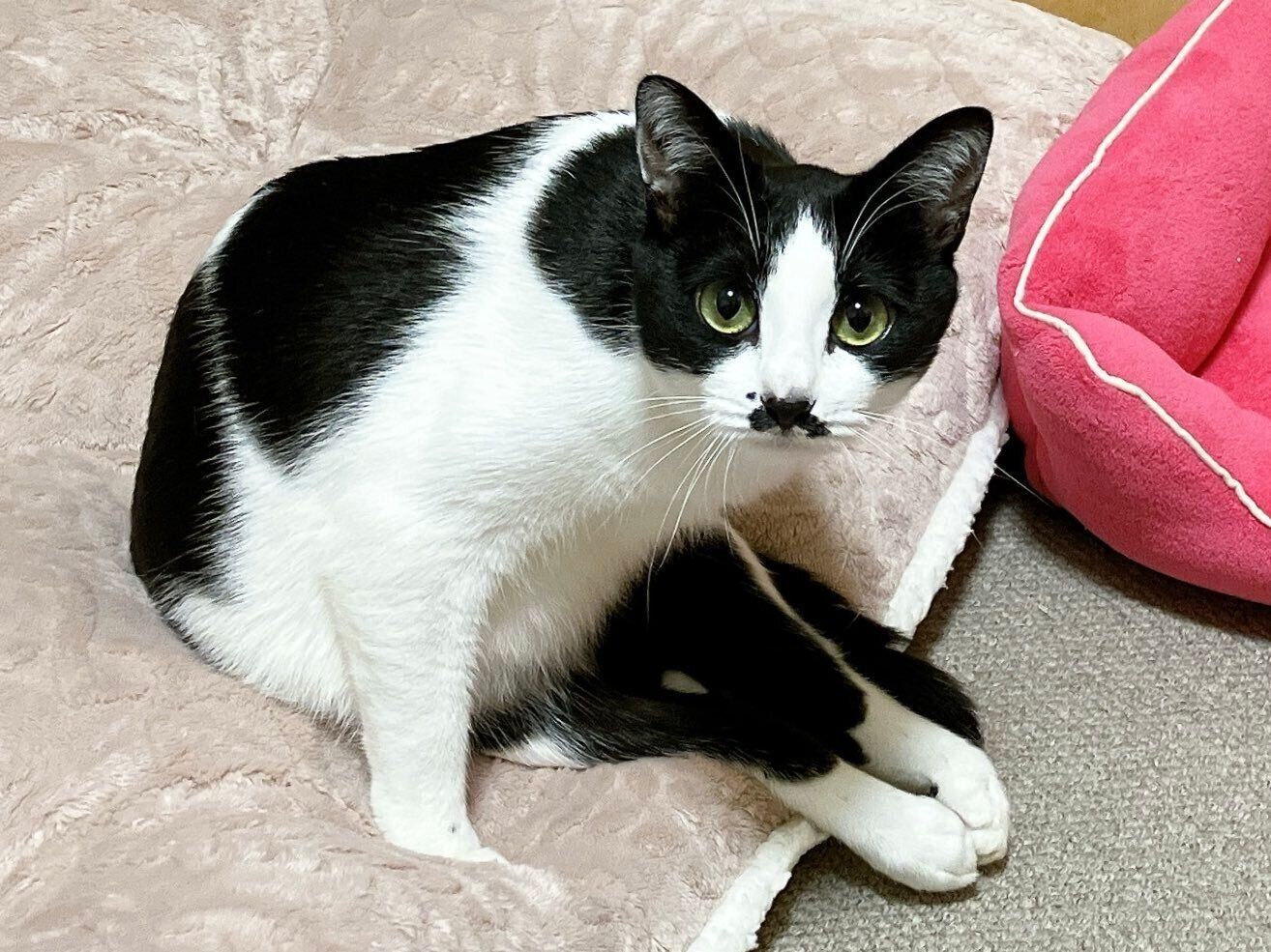 座り方が「e」に見えるててちゃん