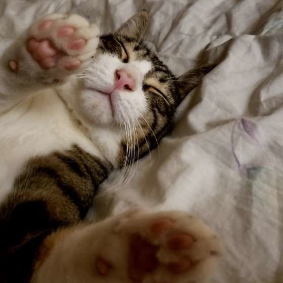 仰向けで足を前に出しているMIX白のなてくん