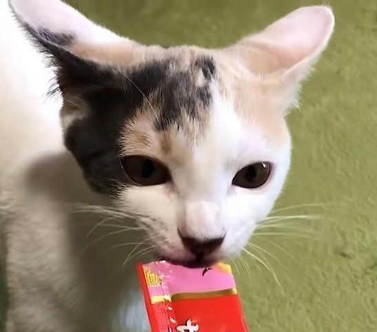 ちゅ～るを食べるぽてとちゃん