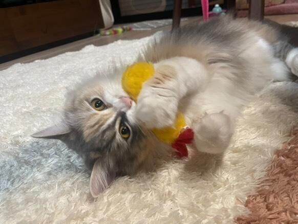 猫のえび屋にゃんこ日和作品