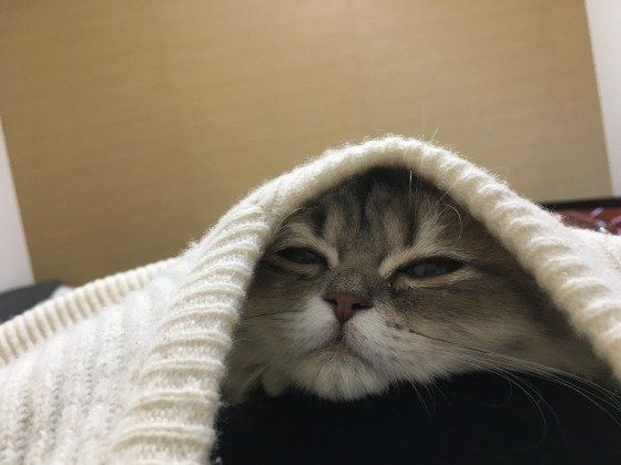 白いセーターの中にいるスコティッシュフォールド・ロングヘア