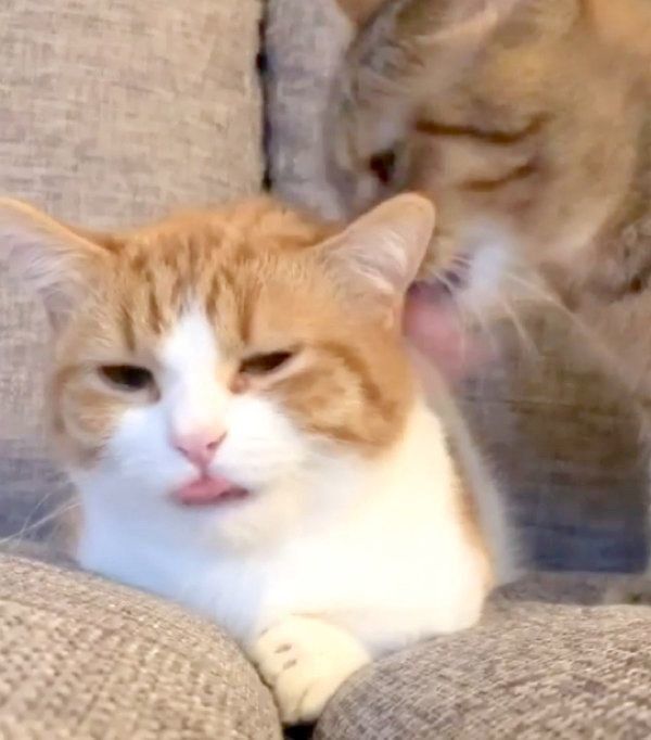 茶葉ちゃんにグルーミングしてもらう茶太くん