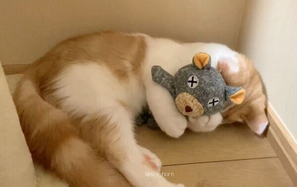 くまさんが大好きなホルンくん