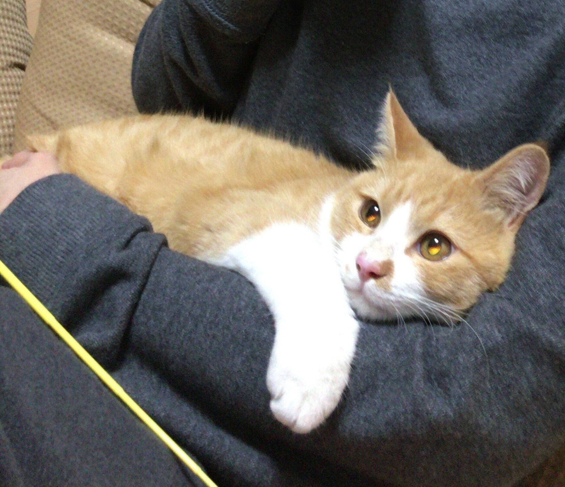 お迎え初日のさんてくん