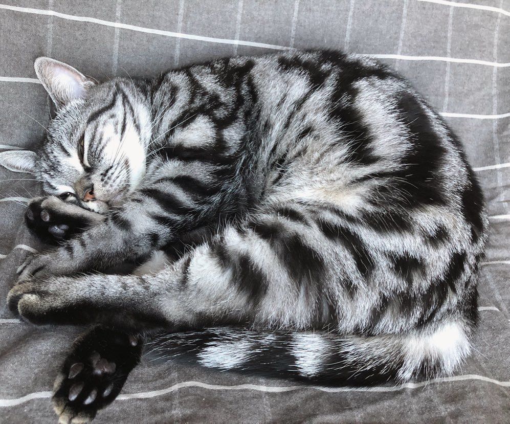 コタツ布団の上で眠るアメリカンショートヘア