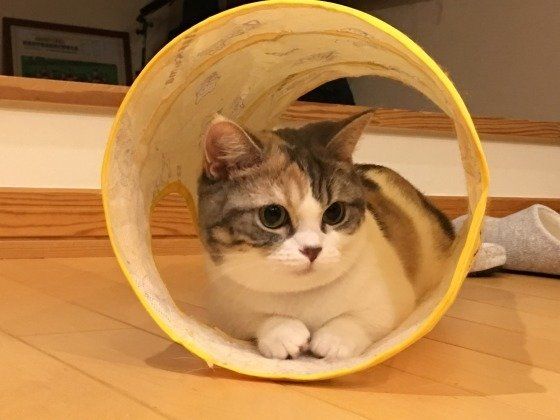 トンネルに入るマンチカン