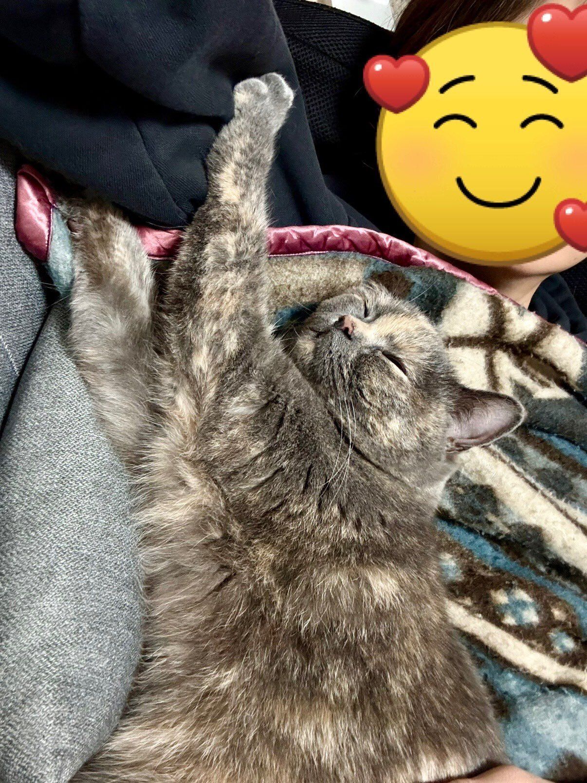 1才のブリティッシュショートヘア