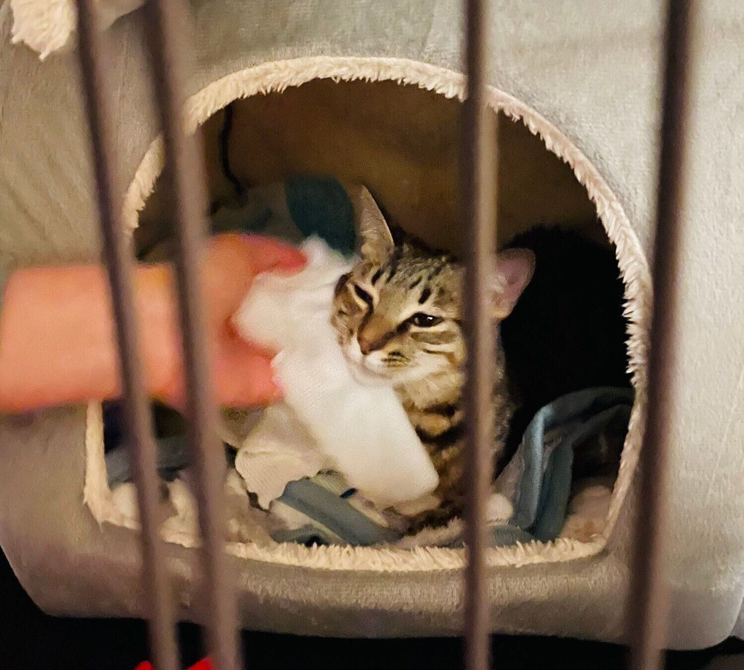 お迎えして間もないころのすずちゃん