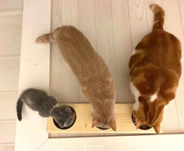 ごはんを食べるコスケくん、コマちゃん、ココタくん