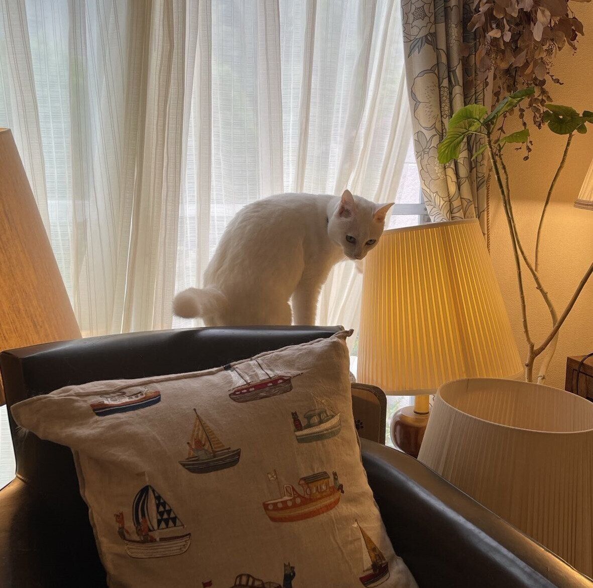 外の景色を眺めるミルくん