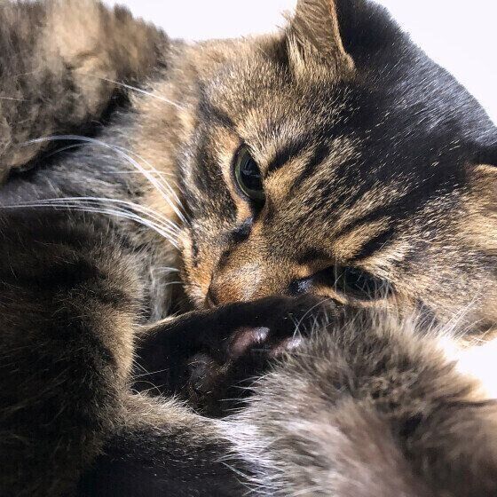 MIX　キジトラのハルヒくん