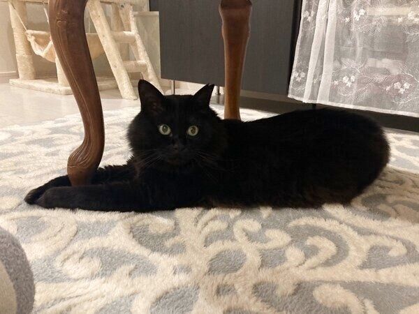 猫脚をギュッとするもんちゃん