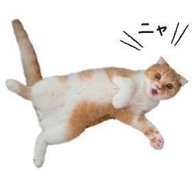 画像／2019年３月号「鳴き声で気持ちはわかります！」