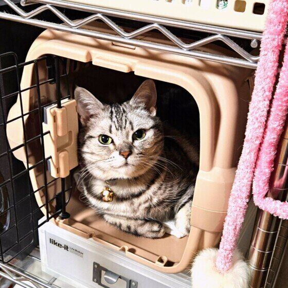 アメリカンショートヘアのみーちゃん♪