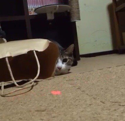 戦闘準備ＯＫのおはぎちゃん