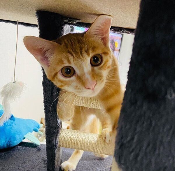 キャットタワーで遊ぶハマグリちゃん