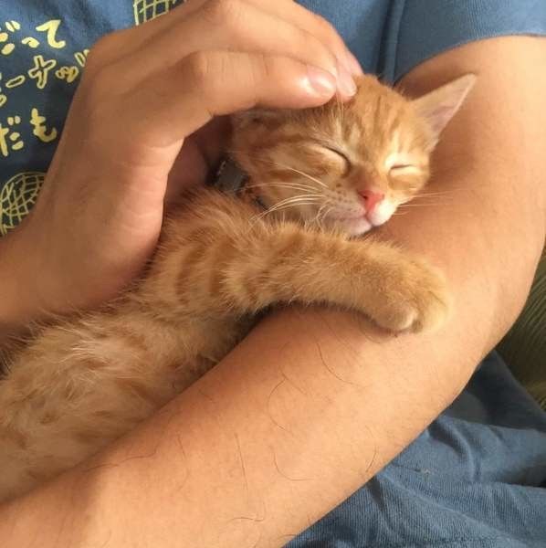 もみじ　MIX　茶トラ