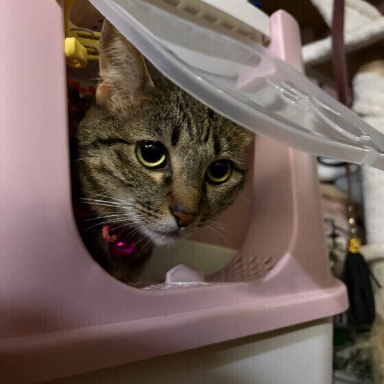 トイレから顔を出すキジトラ