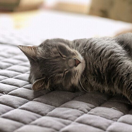 ひんやりラグの上で眠るあずきちゃん