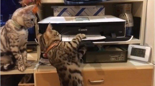 プリンター大好きニャンコ