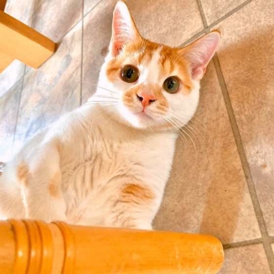 見つめるスコティッシュフォールド