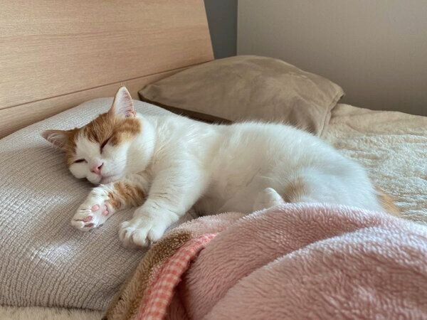 眠るきな虎くん