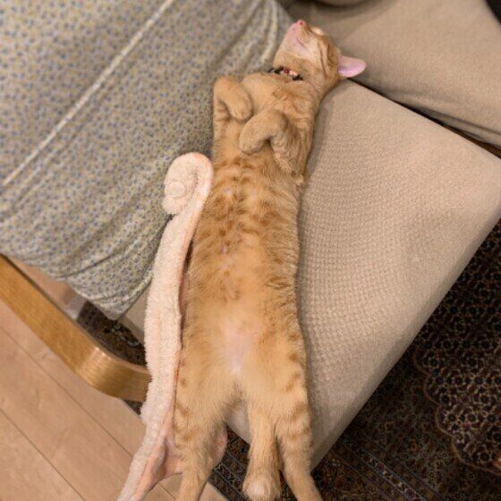 茶トラ猫のタイガちゃん