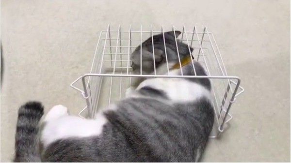 カゴに入りたいニャンコ