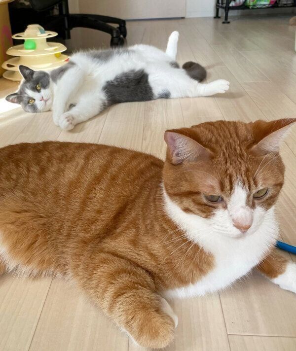 くつろぐいなりくん、おそばちゃん