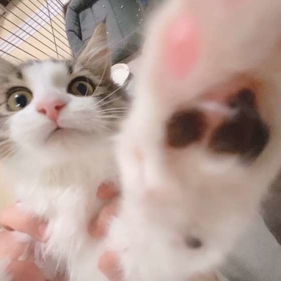 手を伸ばすノルウェージアンフォレストキャット