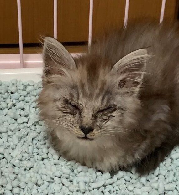 保護当時のことちゃん